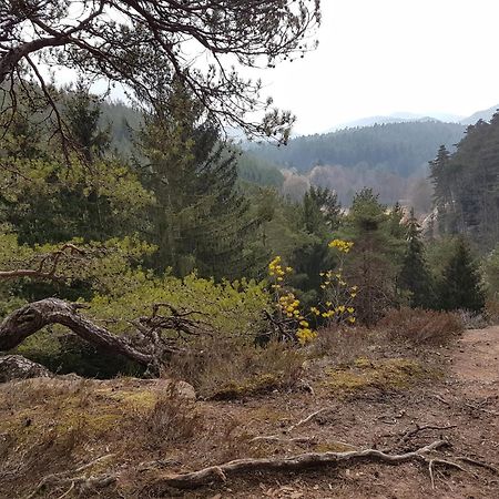 Ferienwohnung Waldliebe Hinterweidenthal Exteriör bild