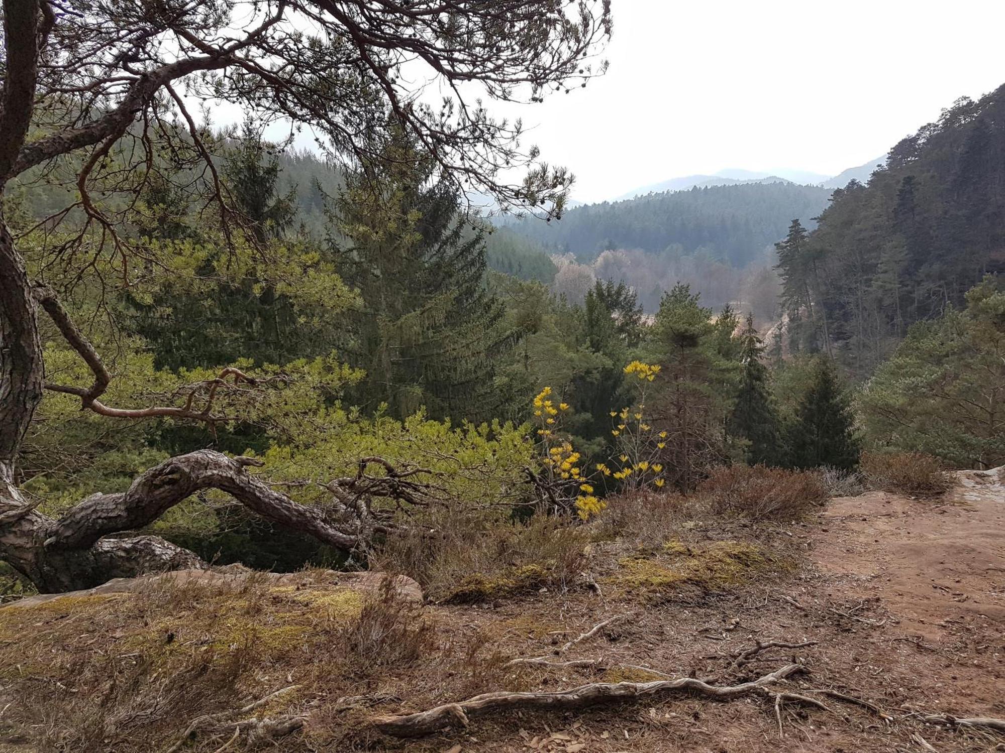 Ferienwohnung Waldliebe Hinterweidenthal Exteriör bild